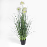 Allium grass