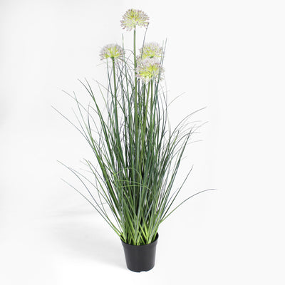 Allium grass