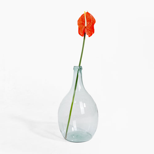 Clear glass vase with a single orange flower on a white background