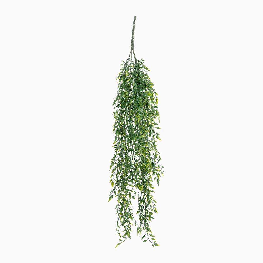 Hanging green leafy plant on a white background