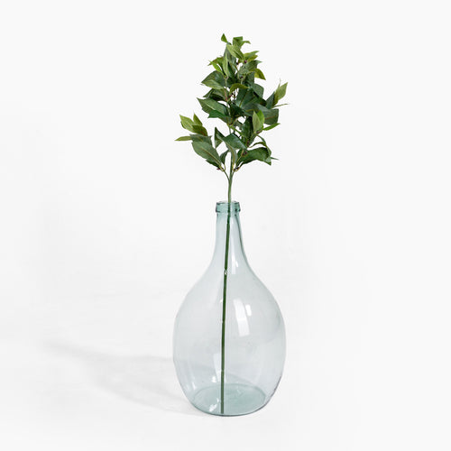 Bay foliage spray