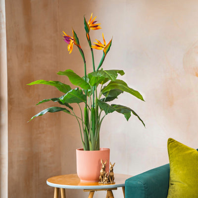 Potted plant on a small table next to a teal sofa with colorful cushions.