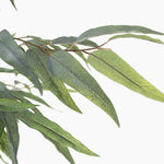 Blue gum eucalyptus tree