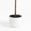 White planter with a plant on a white background
