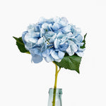 Blue hydrangea flower arrangement in a clear glass vase on a white background
