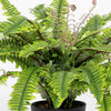 Potted fern plant with green leaves on a white background