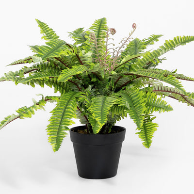 Potted fern plant on a white background