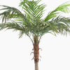 Palm tree with green leaves on a white background
