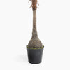 Potted plant with a textured trunk on a white background