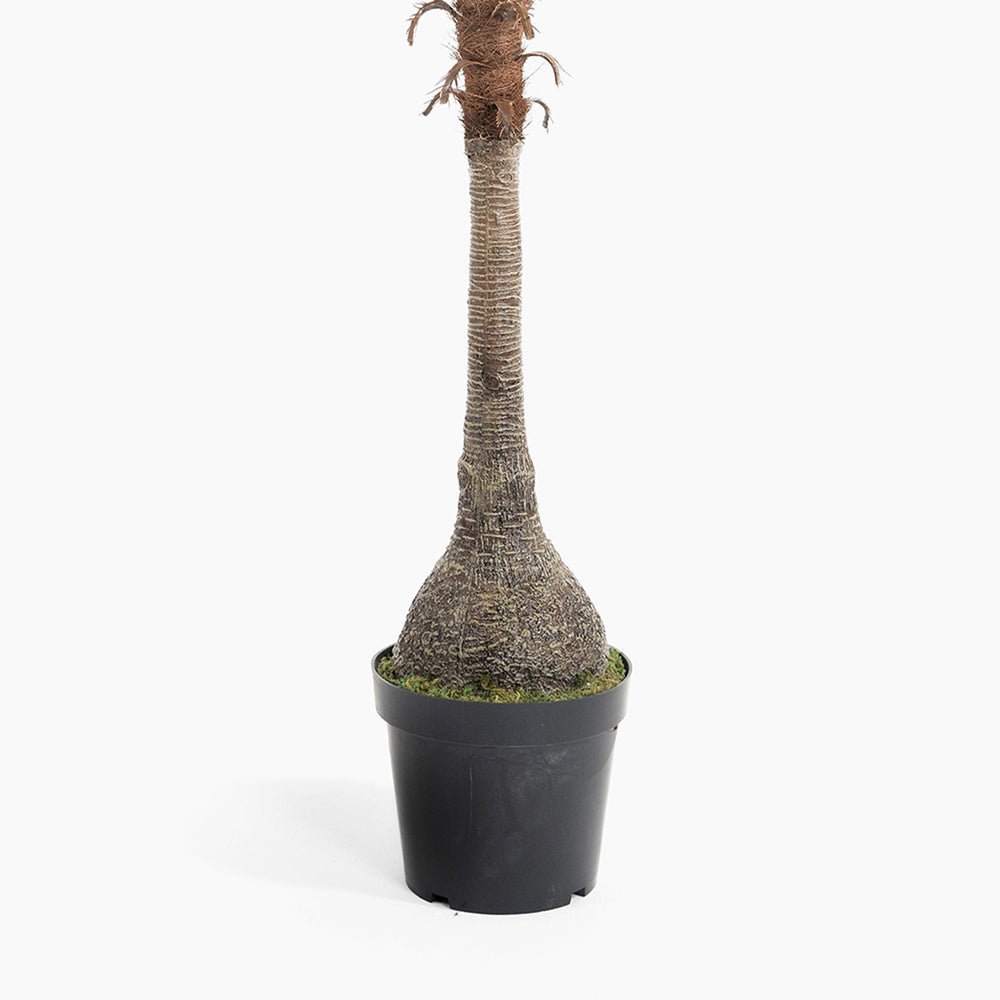 Potted plant with a textured trunk on a white background