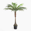 Potted palm tree on a white background