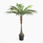 Potted palm tree on a white background