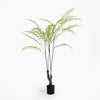 Potted fern plant on a white background
