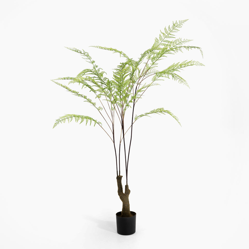 Potted fern plant on a white background