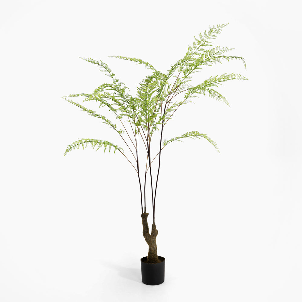 Potted fern plant on a white background