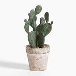Potted cactus plant on a white background