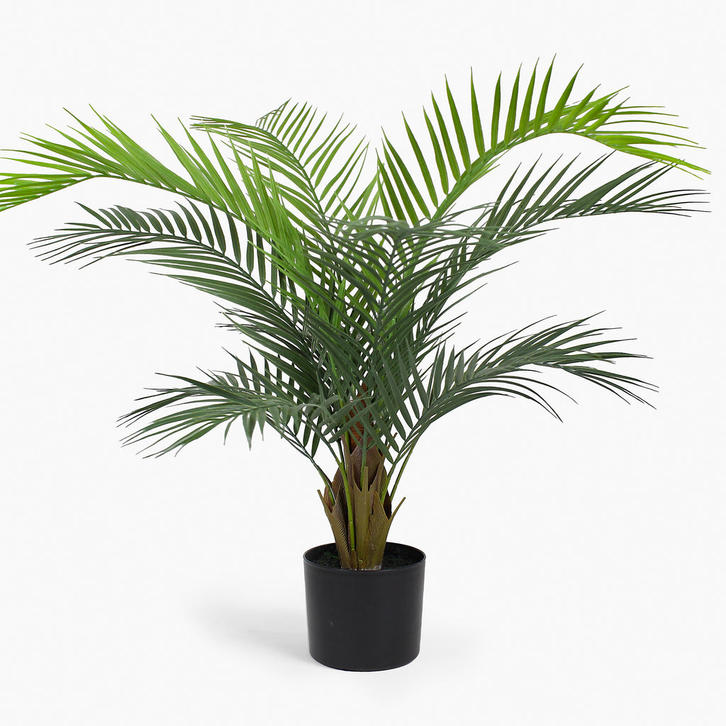 Potted palm plant on a white background
