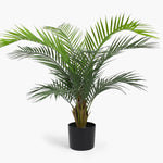 Potted palm plant on a white background