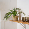 Potted fern on a wooden shelf against a white wall