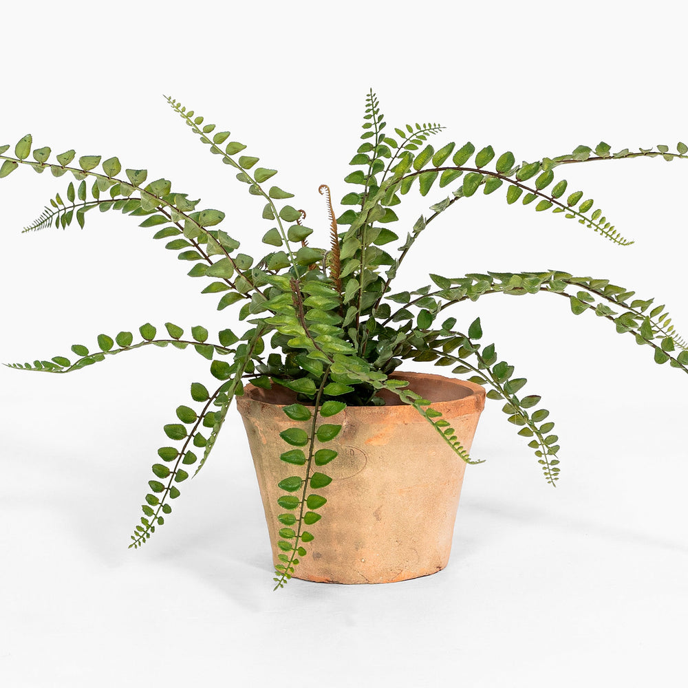 Potted fern plant on a white background