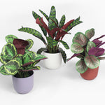Three potted plants with green and purple leaves on a white background