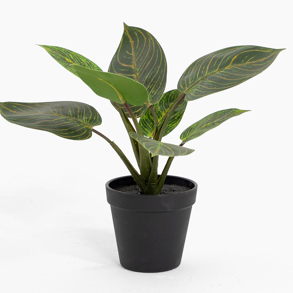 Potted plant with green leaves in a black pot on a white background