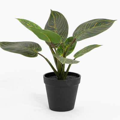 Potted plant with green leaves in a black pot on a white background
