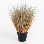 Potted plant with long, thin leaves on a white background