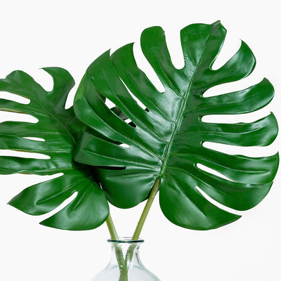 Green monstera leaves in a clear vase on a white background