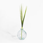 Clear glass vase with green plant on a white background