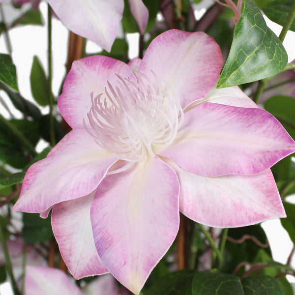 Close-up of a pink and white flower with green leaves in the background