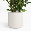 Green potted plant in a white pot on a white background