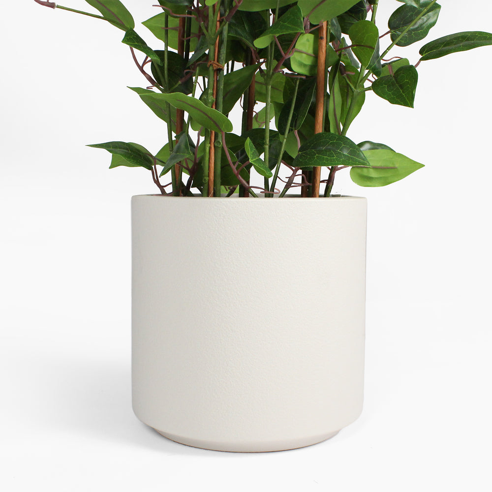Green potted plant in a white pot on a white background