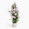 Potted plant with pink flowers on a white background