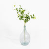 Clear glass vase with a plant on a white background