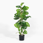 Green potted plant on a white background