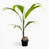 Potted plant with green leaves on a white background