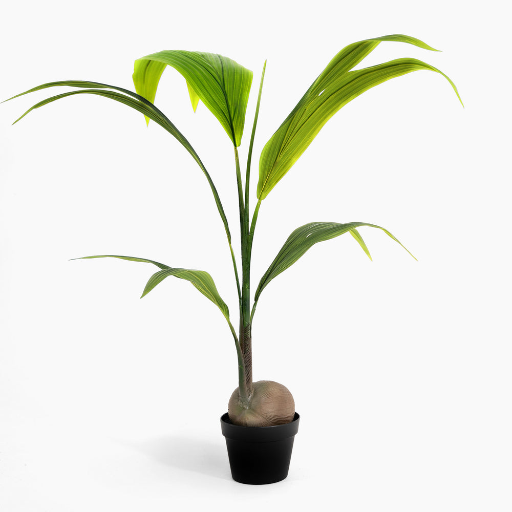 Potted plant with green leaves on a white background