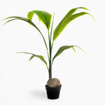 Potted plant with green leaves on a white background
