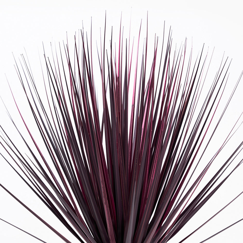 Close-up of a plant with dark purple leaves on a white background