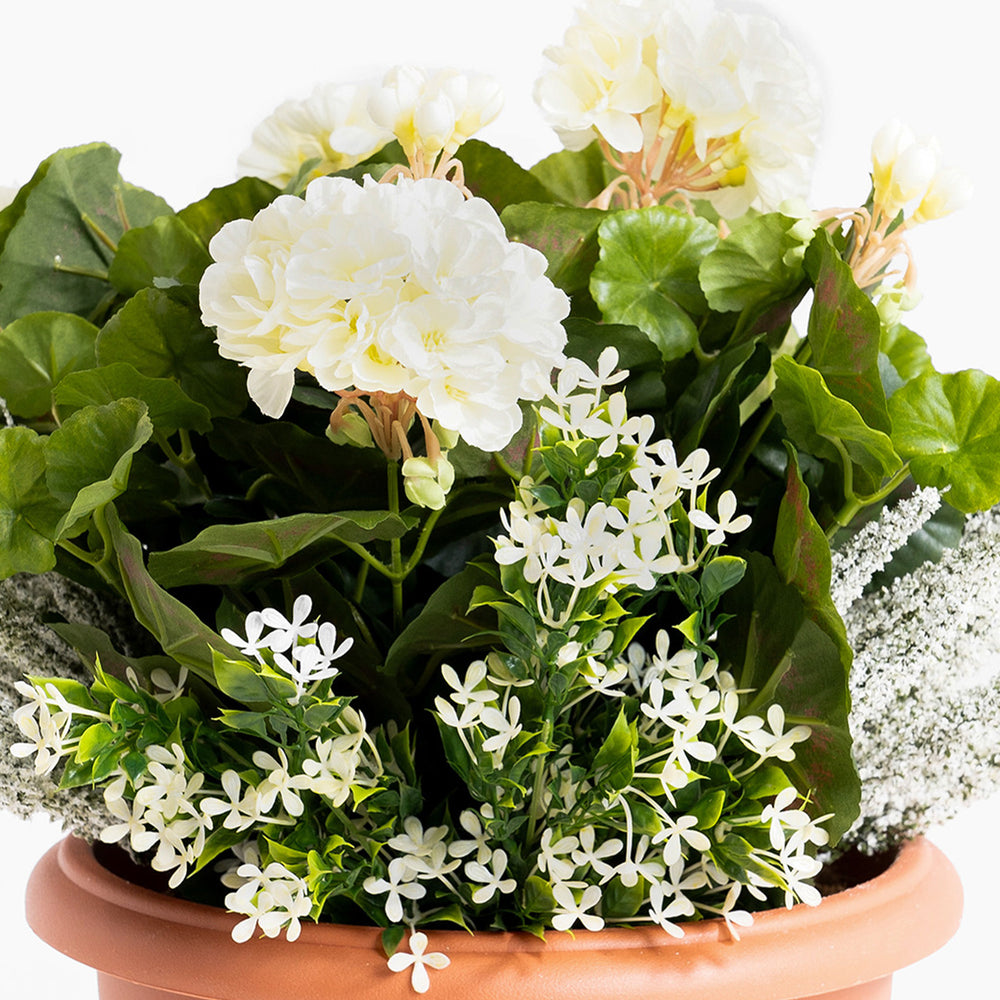 Potted plant with white flowers and green leaves on a white background