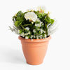 Terracotta pot with white flowers and green leaves on a white background