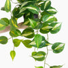 Hanging green plant with variegated leaves on a white background