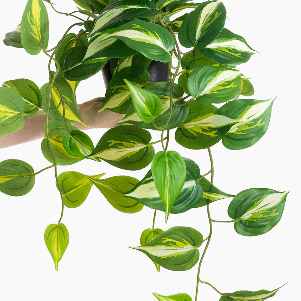 Hanging green plant with variegated leaves on a white background