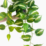 Hanging green plant with variegated leaves on a white background