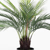 Potted palm plant on a white background