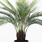 Potted palm plant on a white background