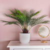 Potted plant on a white cabinet with a pink wall background