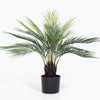 Dicksonia dwarf palm