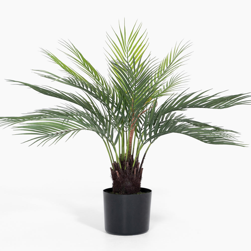 Dicksonia dwarf palm